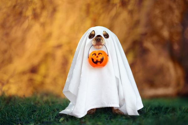 ghost costume for chihuahua