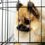 chihuahua in kennel