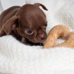 dog chewing on bone