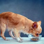 chihuahua eating dog food from bowl