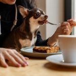 Chihuahua eating from owners fork