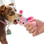 chihuahua chewing dog toy