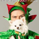 mr piffles famous las vegas chihuahua dies