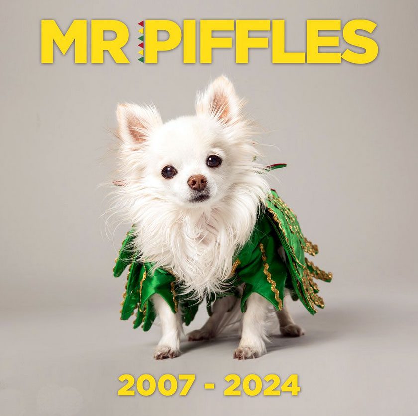 mr piffles las vegas famous chihuahua dies