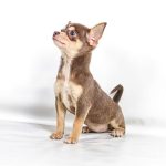 training chihuahua dog